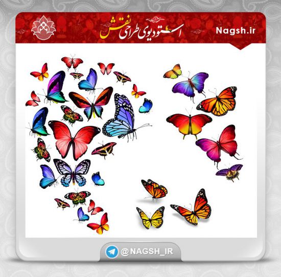 دانلود مجموعه تصاویر باکیفیت پروانه دانلود مجموعه تصاویر باکیفیت پروانه