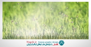 دانلود ویدئو کلیپ بکگراند حرکت پروانه ها با پس زمینه سبز