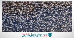 دانلود ویدئو کلیپ کوچ شگفت انگیز و دسته جمعی پرندگان