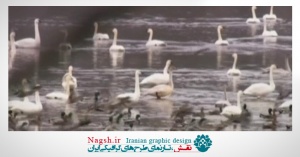 دانلود ویدئو کلیپ شنا کردن اردک ها و مرغابی ها