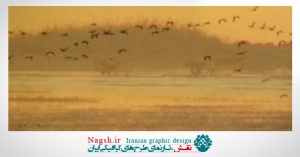دانلود ویدئو کلیپ پرواز پرندگان بر روی دریا