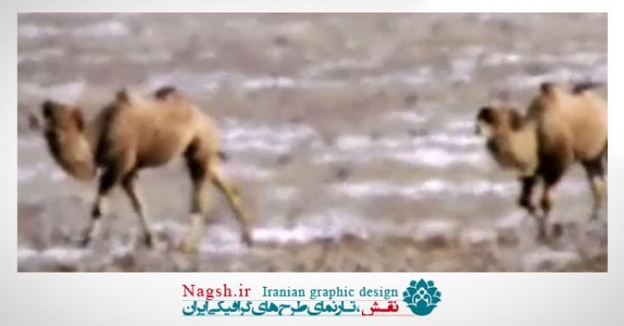 دانلود ویدئو کلیپ زندگی سخت شتر ها