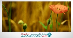 دانلود ویدئو کلیپ باز شدن گل غنچه گل های شقایق
