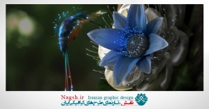 دانلود ویدئو کلیپ پرنده رویای که با پرواز خود همه جا را نورانی می کند