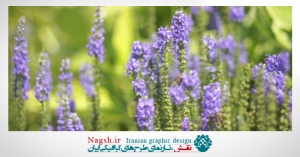 دانلود ویدئو کلیپ گل های بنفش و زنبور 