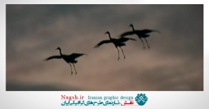 دانلود ویدئو کلیپ پرواز مرغابی ها 