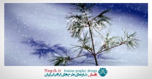 دانلود ویدئو کلیپ بارش برف روی کاج کوچک